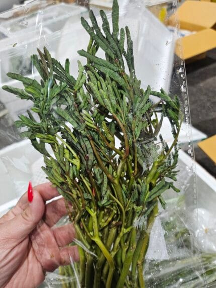 Water Mimosa 100G. ผักกระเฉด