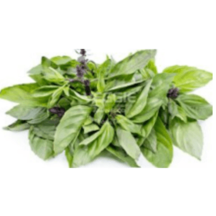 โหระพา Sweet Basil/Holapa/Basilikum 100G,
