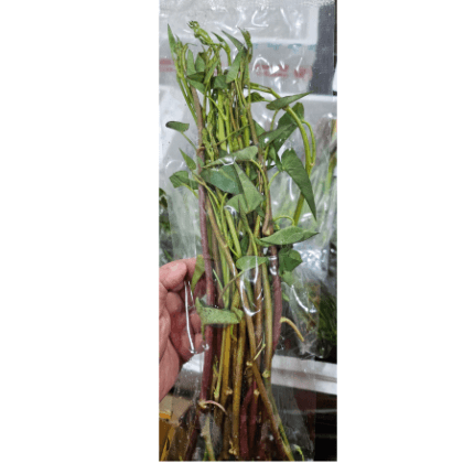 ผักบุ้งแดง100g, thai morning glory red