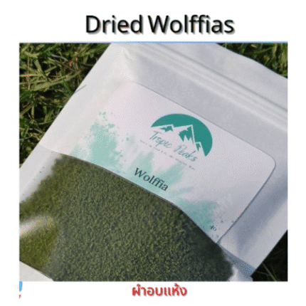 ผำอบแห้ง40G.ผักผำ โปรตีนพืช dried Wolffia 100% (plant protein)